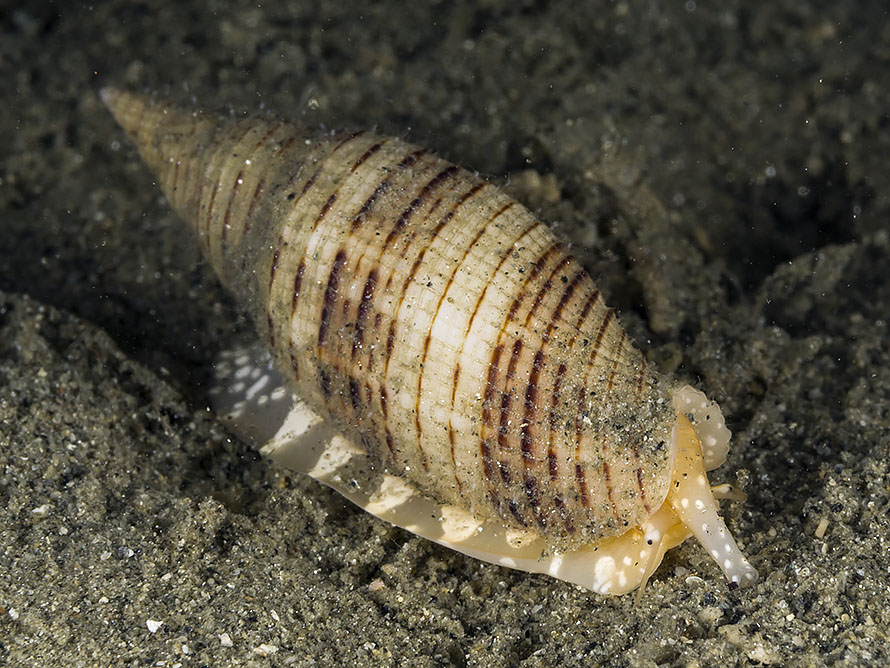 Phos roseatus